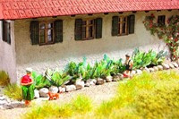 Noch 14120 - Hostas planten